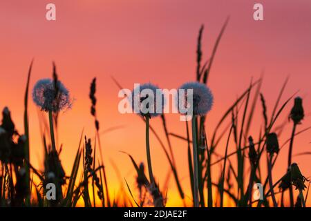 Löwenzahn nach der Blüte an einem schönen Sommerabend mit Sonnenuntergang Himmel. Stockfoto