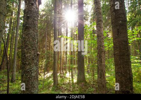 Ein üppiger alter estnischer borealer Wald mit Sonne, die am Sommerabend in Nordeuropa scheint. Stockfoto