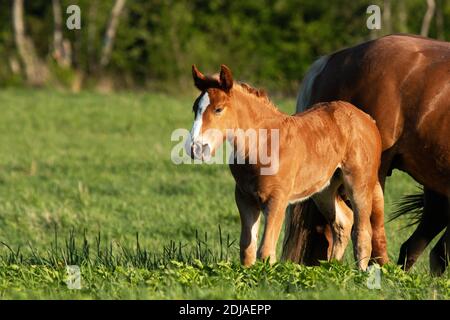 Ein kleines braunes Fohlen neben einem großen Pferd auf dem estnischen Land, Nordeuropa. Stockfoto