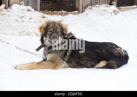 Ein Mischling bewacht den großen Hund, der auf dem Boden liegt Ein Hundehüterhaus auf dem weißen Schnee Hintergrund Stockfoto