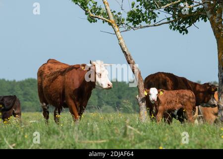 Eine Gruppe von Rindern mit einem jungen Kalb im Schatten auf einer sommerlichen Küstenwiese in Estland, Nordeuropa. Stockfoto