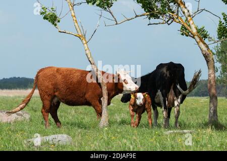 Eine Gruppe von Rindern mit einem jungen Kalb im Schatten auf einer sommerlichen Küstenwiese in Estland, Nordeuropa. Stockfoto