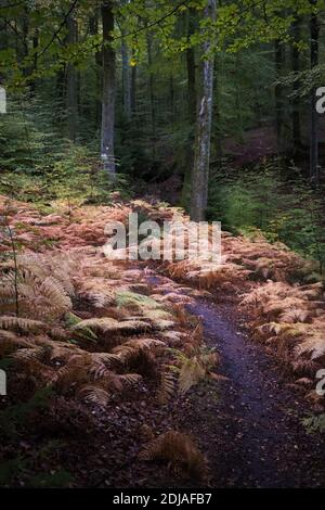 Herbstlandschaft im Pfälzerwald, Deutschland Stockfoto