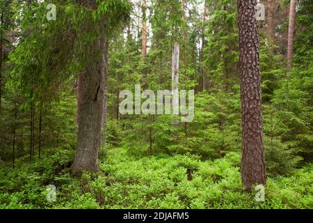 Schöne sommerliche üppige Nadelwälder in der estnischen Natur, Nordeuropa. Stockfoto