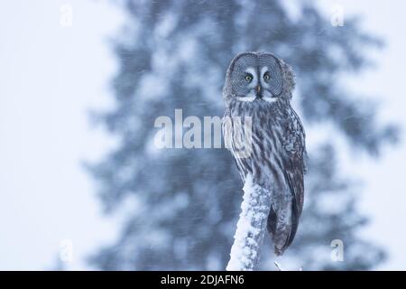 Ein wunderschöner und majestätischer Greifvogel große Graue Eule (Strix nebulosa) watschend über Winterwunderland des verschneiten Taiga Waldes in der Nähe von Kuusamo, Northern Fin Stockfoto