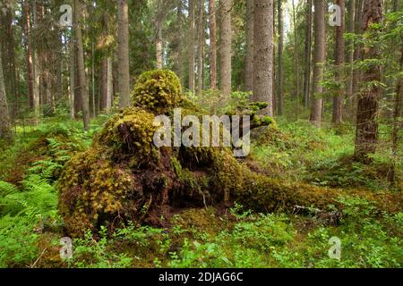 Grüner und üppiger, sommerlicher, borealer Wald in Estland, Nordeuropa. Stockfoto