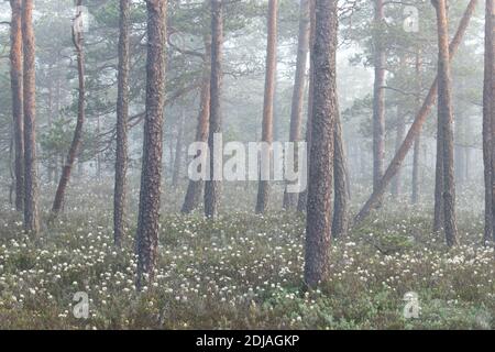 Ein nebliger Morgen in einem sommerlichen Pinienhain im Soomaa Nationalpark, Estland. Stockfoto