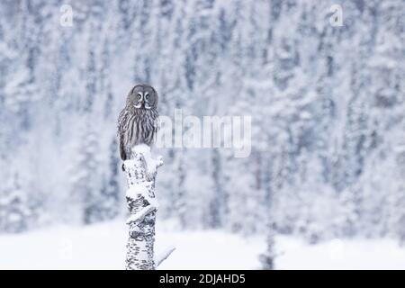 Schöne Graueule (Strix nebulosa) auf einem alten Birkenstumpf sitzen und über Winter Wunderland des verschneiten Taiga Wald in der Nähe von Kuusamo, Northe beobachten Stockfoto