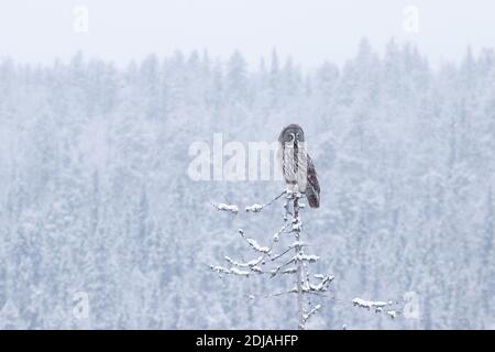 Majestätischer Greifvogel große Graue Eule (Strix nebulosa) Sitzt auf einem alten toten Baum und watsching über Winter wunderland des verschneiten Taigawaldes in der Nähe von Kuusa Stockfoto