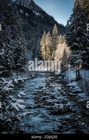 Winterwald mit Neuschnee in den Berner Alpen Stockfoto