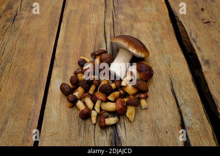 Sammlung von Pilzen imleria badia, Deutschland Stockfoto