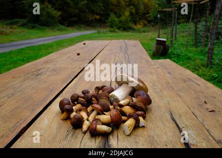 Sammlung von Pilzen imleria badia, Deutschland Stockfoto
