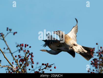 Eine Feldfare (Turdus pilaris) im Flug mit einer roten Weißdornbeere im Schnabel, Cotswolds Stockfoto