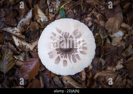 Pilz auf Wiese bei Fischbach bei Dahn, Deutschland Stockfoto
