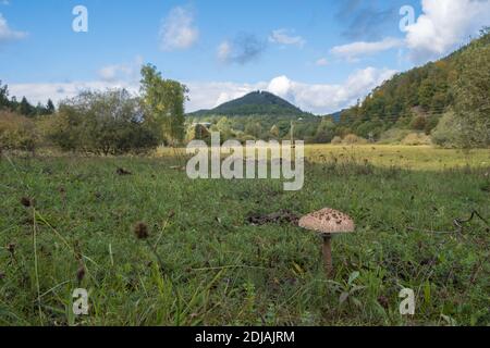 Pilz auf Wiese bei Fischbach bei Dahn, Deutschland Stockfoto
