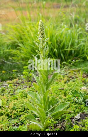 Große Mullein Verbascum thapsus wächst auf dem Kopf der Großen Ormes In Nordwales, großbritannien Stockfoto