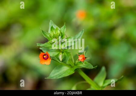 Scarlet Pimpernel Anagallis arvensis Stockfoto