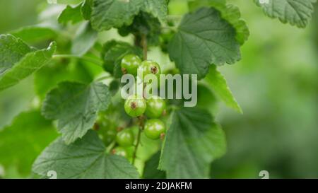 Rote Johannisbeere Beeren rote Johannisbeere unreife Pflanze grüne junge Früchte Ernte Detail close-up Ribes rubrum Busch Zweige in Fruchtbarkeit, kleine Trauben kultivieren Stockfoto