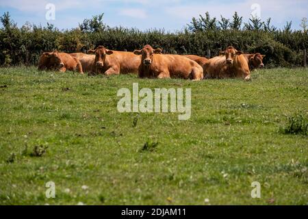 Jersey Herde von Kühen, die sich entspannen in einem Feld an einem Sommertag in Devon, England Stockfoto