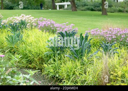 1908 komponiertes Palmkohl (Brassica oleracea "Nero di Toscana") Stockfoto