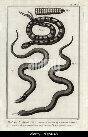 Rattlesnake und Schwanz, Crotalus-Arten, Wampum-Schlange oder östlichen Mudschlanke, Fanacia abacura, und indische Kobra, Naja naja. Le Serpent a sonnette; couleuvre bleue de la Caroline, le Serpent a lunette. Kupferstich von Antonio Baratti nach Francois-Nicolas Martinet von Denis Diderot und Jean le Rond d’Alemberts Encyclopedie, Histoire Naturelle (Encyclopedia: Natural History), Livourne, 1774. Francois-Nicolas Martinet (1731-1800) war ein französischer Zeichner und Kupferstecher. Stockfoto