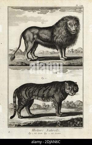 Löwe, Panthera löwe und Tiger, Panthera tigris, gefährdet. Le Lion, Le tigre. Kupferstich von Antonio Baratti nach Francois-Nicolas Martinet von Denis Diderot und Jean le Rond d’Alemberts Encyclopedie, Histoire Naturelle (Encyclopedia: Natural History), Livourne, 1774. Francois-Nicolas Martinet (1731-1800) war ein französischer Zeichner und Kupferstecher. Stockfoto