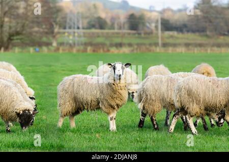 Eine Herde von Nordengland oder North Country Mule Schafe auf einem Bauernhof in Corwen Nord Wales in der Winter Stockfoto