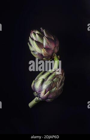 Frische rohe Artischocken auf schwarzem Hintergrund. Reife organische Artischockenblume mit Kopierraum. Stockfoto