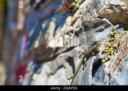 Eine Eidechse an der Wand Stockfoto