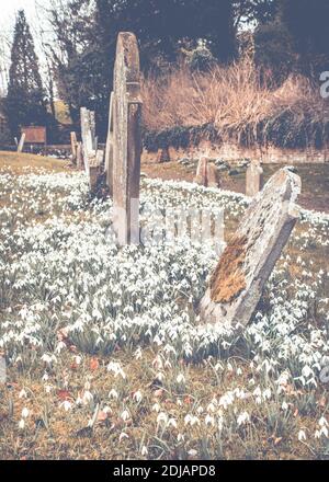 Frühlingshafte Schneeglöckchen in einem englischen Kirchhof in Wellford, Buckinghamshire Stockfoto