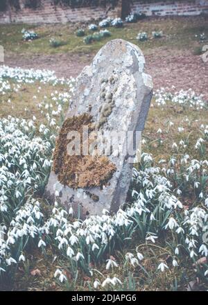 Frühlingshafte Schneeglöckchen in einem englischen Kirchhof in Wellford, Buckinghamshire Stockfoto