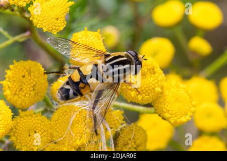 Große Sumpfschwebfliege, große Sumpfschwebfliege, Sumpfschwebfliege, Sumpf-Schwebfliege, Weibchen beim Blütenbesuch auf Rainfarn, Helophilus trivitta Stockfoto