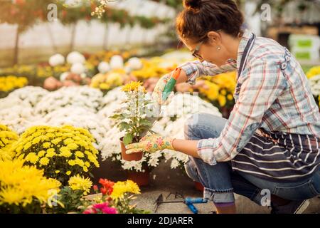Seitenansicht der fleißige Floristin weibliche Transplantation Blumen in Töpfen. Stockfoto