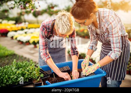 Zwei fleißig fokussierte Floristen Frauen, die Blumen aus dem großen blauen Topf im Gewächshaus vorbereiten und auswählen.. Stockfoto