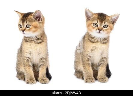 Kätzchen golden getickt britische Chinchilla gerade sitzt auf weißem Hintergrund, kleine Katze in verschiedenen Posen Stockfoto