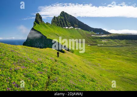 Ein Mädchen, das durch blühende Wiesen über Hornbjarg Klippen, Hornstrandir Halbinsel, Westfjorde, Island Stockfoto