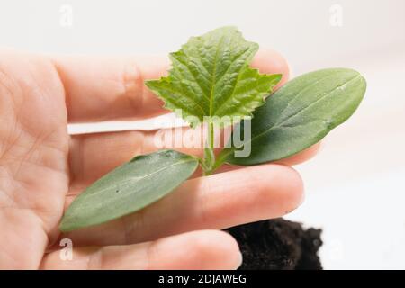 Junge Frau mit junger Pflanze, Gurke sprießen in ihren Händen. Makro, selektiver Fokus. Stockfoto