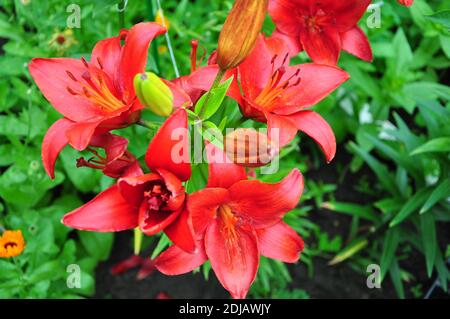 Schöne helle Taglilien in einem Blumenbeet. Rote Blüten sind Taglilien oder Hemerocallis. Taglilien auf einem Hintergrund von grünen Blättern. Blumenbeete im g Stockfoto