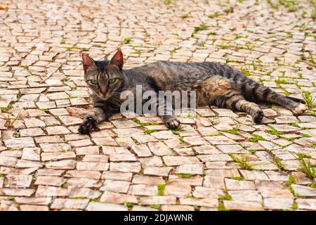 Streunende Katze liegt im Park Stockfoto