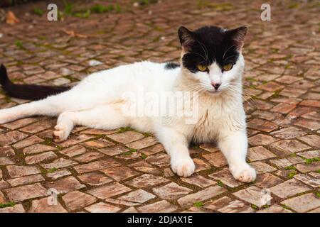 Weiße streunende Katze liegt im Park Stockfoto