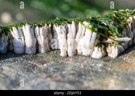 Acorn barnacles Semi balanus balanoides oder Chthamalus stellatus Seitenansicht Bei Ebbe Stockfoto