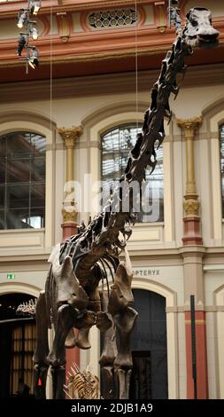 Dinosaurier. Diplodocus Skelett. Der längste Dinosaurier bekannt. Naturhistorisches Museum, Berlin, Deutschland. Stockfoto