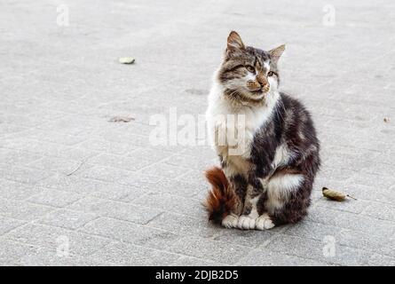 Obdachlose einsame Tricolor Katze sitzt auf dem Bürgersteig am Herbsttag. Nahaufnahme im Freien Stockfoto
