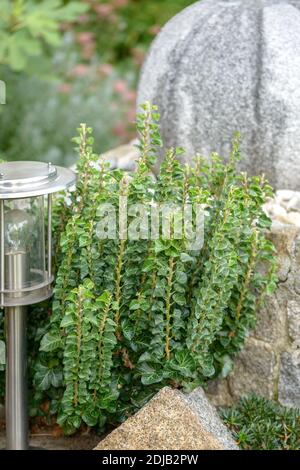 Efeu (Hedera helix 'Erecta') Stockfoto