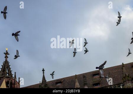 Schar von Tauben oder Tauben fliegen um einen Kirchturm Der Himmel wird bewölkt Stockfoto