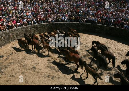 Galizische ungebrochene Pferde füllen die curro (runde Arena) während der Rapa das Bestas im Dorf Sabucedo in Galicien, Spanien. Galizische Pferde leben das ganze Jahr über frei auf den Almen des Hochlandes. Eines Tages im Juli werden sechshundert Pferde zusammen in das Dorf gefahren, wo das traditionelle Pferdehaltung Festival, bekannt als die Rapa das Bestas (Shearing of the Beasts), in der runden Arena, die als curro bekannt ist, stattfindet. Tapfere lokale Kämpfer, die als die Aloitadores bekannt sind, müssen jedes Pferd satteln, nach der plötzlichen Vertreibung aus dem Hochland in die Arena verführt, und dann ihre Schwänze und Mähnen schneiden. Stockfoto