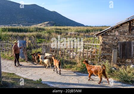 Eine Ziegenhirte mit ihrer Herde auf der Insel Agios Achilleios am Mikri Prespa See, Mazedonien, Nordgriechenland. Stockfoto