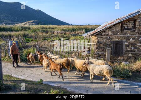 Eine Ziegenhirte mit ihrer Herde auf der Insel Agios Achilleios am Mikri Prespa See, Mazedonien, Nordgriechenland. Stockfoto