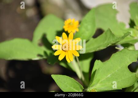 Leuchtendes Gelb von Butter Daisy oder Blackfoot Daisy Blume Stockfoto