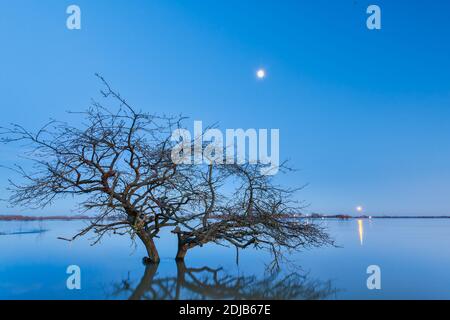 Überfluteter Baum im Winter vor dem niederländischen Fluss IJssel in der Provinz Gelderland Stockfoto